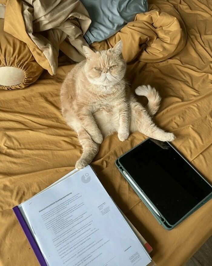 44 Hilarious Cats At Work Who Took Their Careers Very Seriously, As Shared By This Page