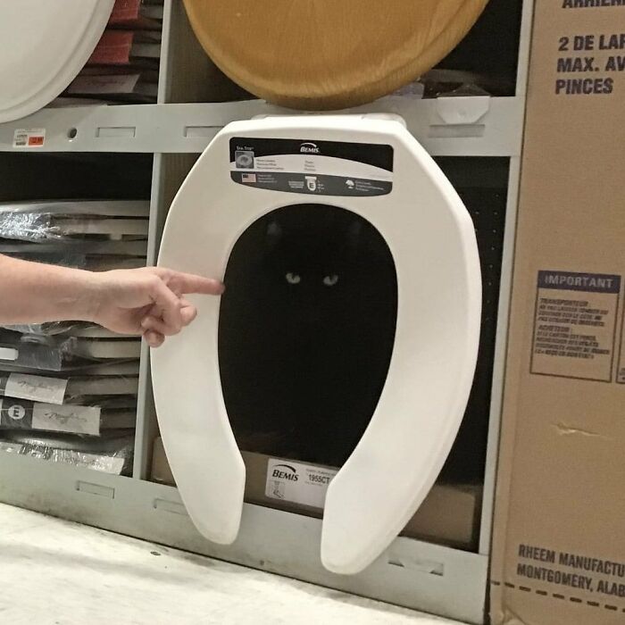 44 Hilarious Cats At Work Who Took Their Careers Very Seriously, As Shared By This Page