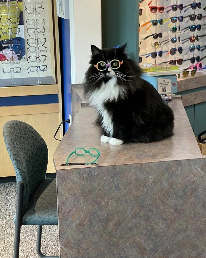 44 Hilarious Cats At Work Who Took Their Careers Very Seriously, As Shared By This Page