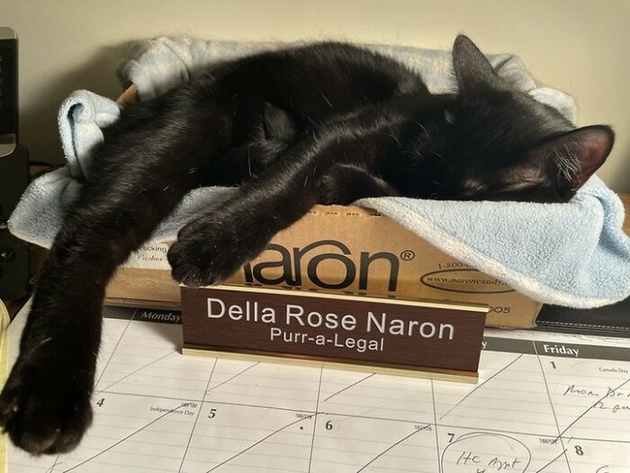 44 Hilarious Cats At Work Who Took Their Careers Very Seriously, As Shared By This Page