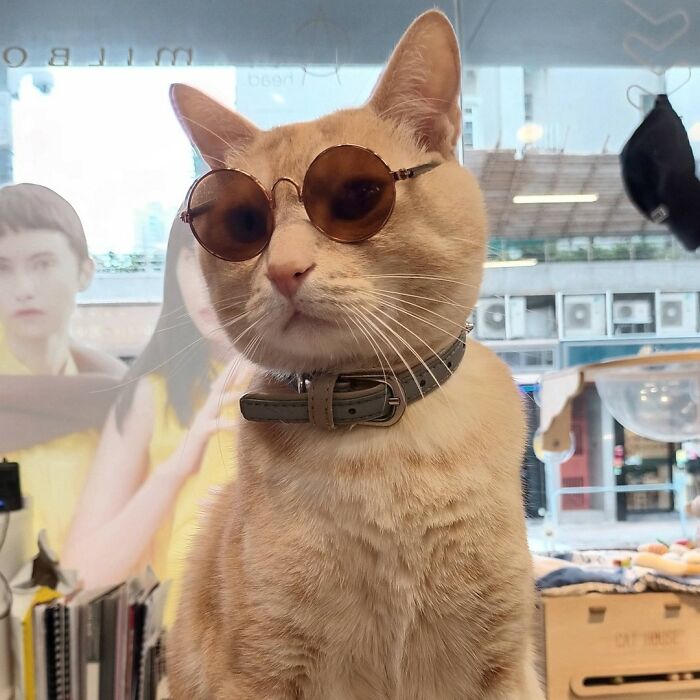 44 Hilarious Cats At Work Who Took Their Careers Very Seriously, As Shared By This Page