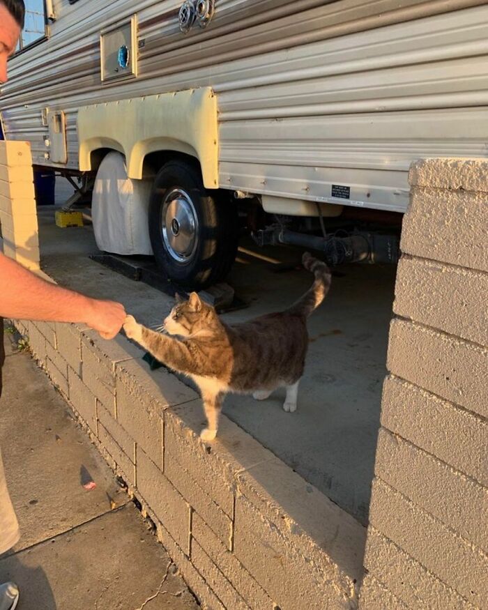 44 Hilarious Cats At Work Who Took Their Careers Very Seriously, As Shared By This Page