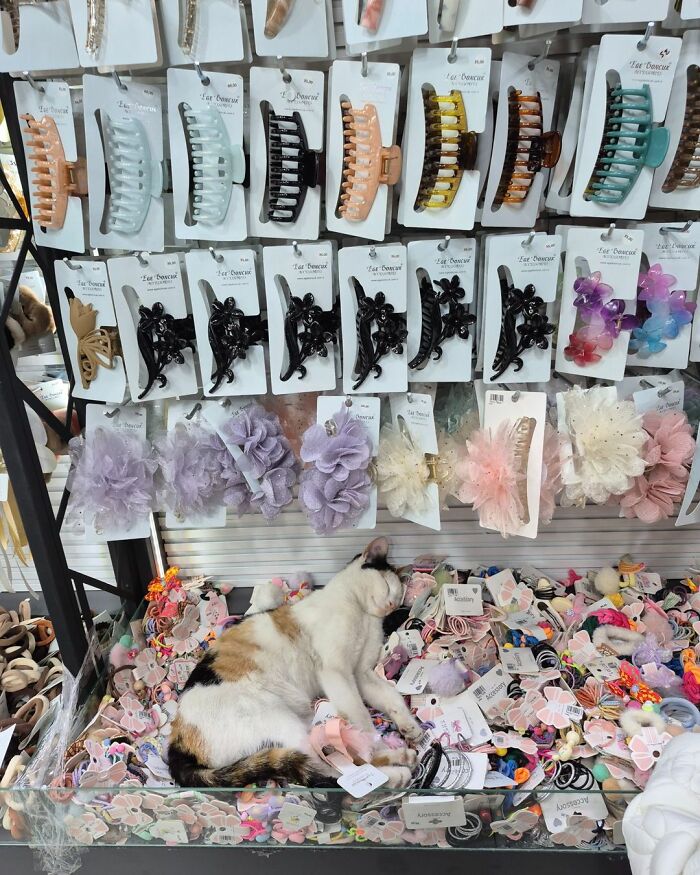 44 Hilarious Cats At Work Who Took Their Careers Very Seriously, As Shared By This Page