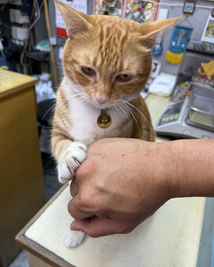 44 Hilarious Cats At Work Who Took Their Careers Very Seriously, As Shared By This Page
