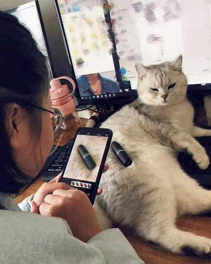 44 Hilarious Cats At Work Who Took Their Careers Very Seriously, As Shared By This Page