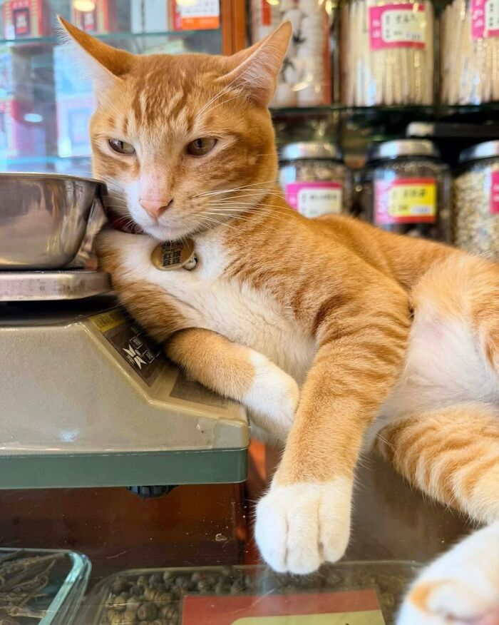 44 Hilarious Cats At Work Who Took Their Careers Very Seriously, As Shared By This Page
