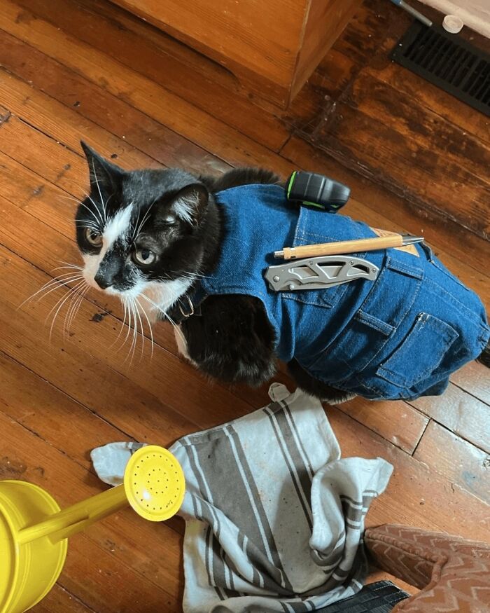 44 Hilarious Cats At Work Who Took Their Careers Very Seriously, As Shared By This Page