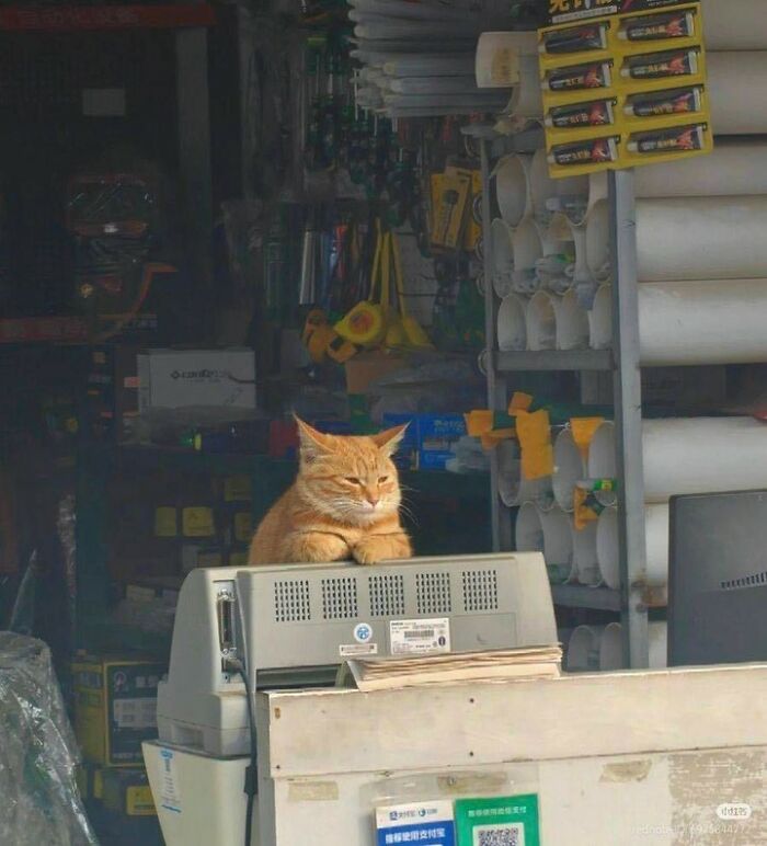 44 Hilarious Cats At Work Who Took Their Careers Very Seriously, As Shared By This Page