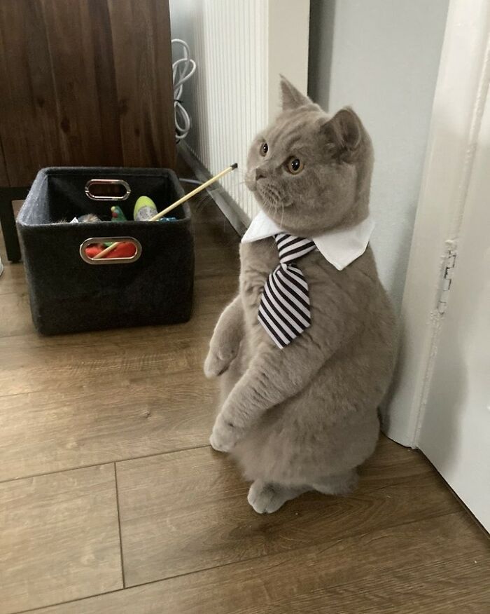 44 Hilarious Cats At Work Who Took Their Careers Very Seriously, As Shared By This Page