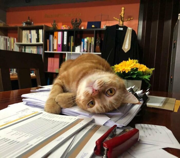 44 Hilarious Cats At Work Who Took Their Careers Very Seriously, As Shared By This Page