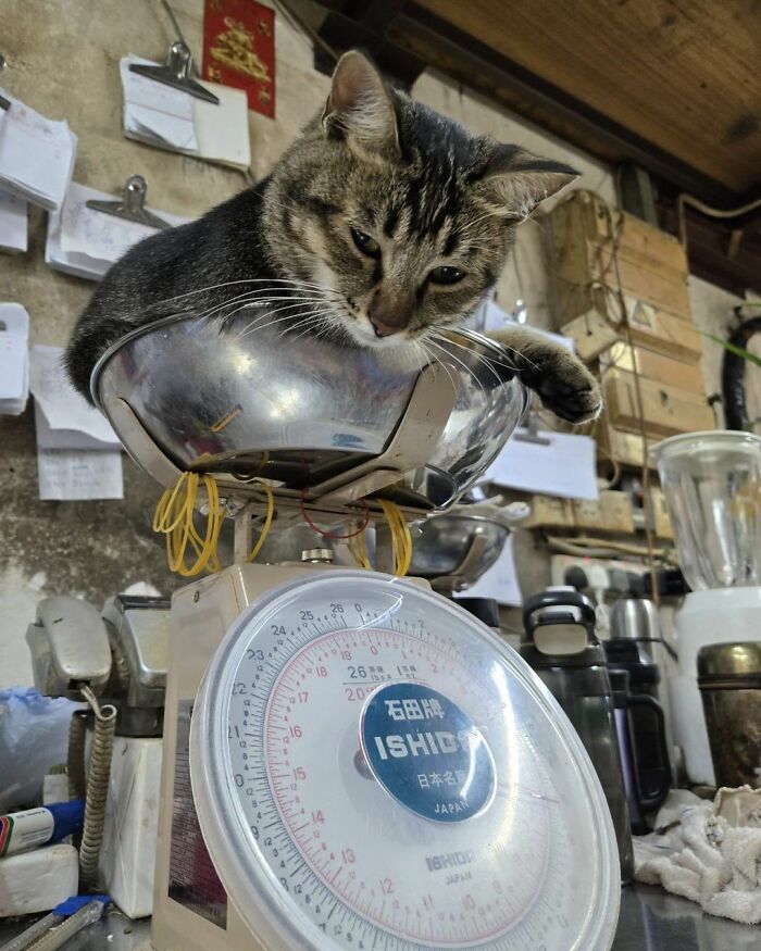 44 Hilarious Cats At Work Who Took Their Careers Very Seriously, As Shared By This Page