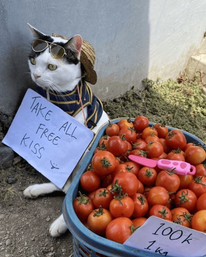 44 Hilarious Cats At Work Who Took Their Careers Very Seriously, As Shared By This Page