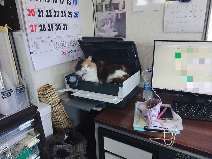 44 Hilarious Cats At Work Who Took Their Careers Very Seriously, As Shared By This Page