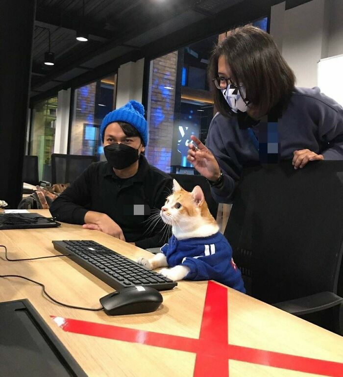 44 Hilarious Cats At Work Who Took Their Careers Very Seriously, As Shared By This Page