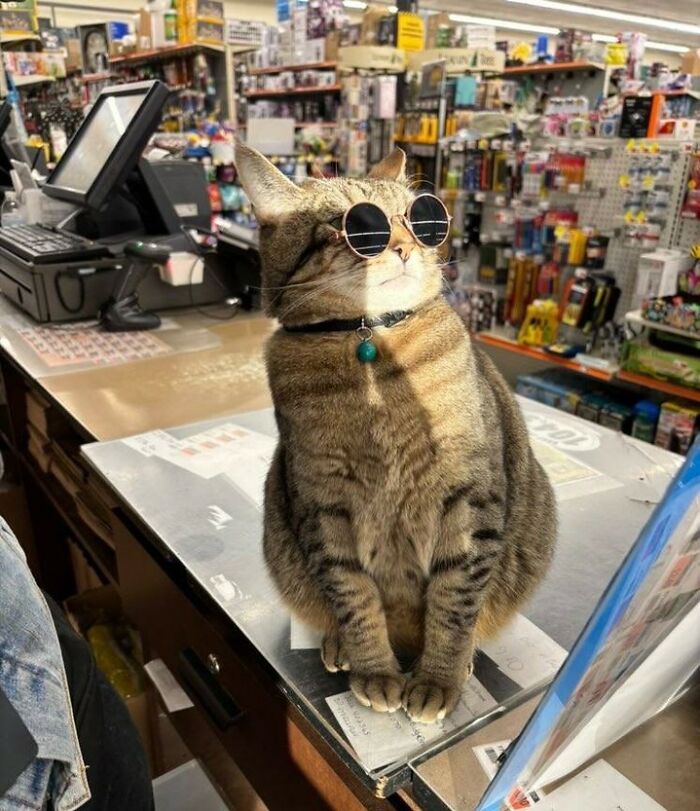 44 Hilarious Cats At Work Who Took Their Careers Very Seriously, As Shared By This Page