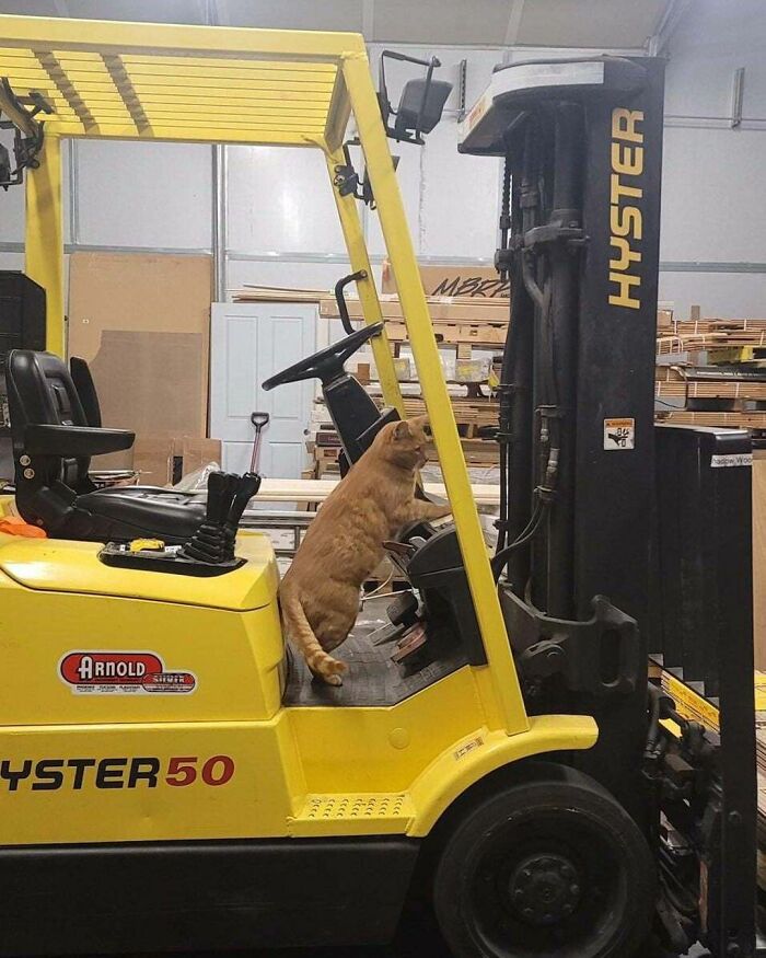44 Hilarious Cats At Work Who Took Their Careers Very Seriously, As Shared By This Page