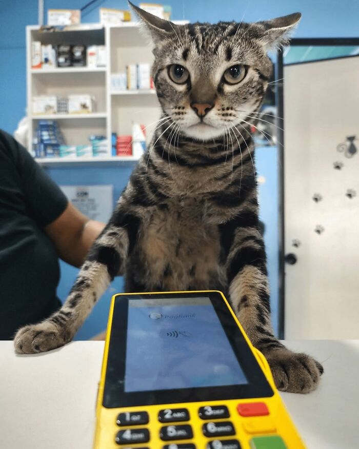 44 Hilarious Cats At Work Who Took Their Careers Very Seriously, As Shared By This Page