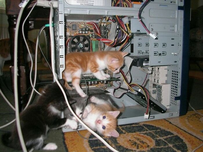 44 Hilarious Cats At Work Who Took Their Careers Very Seriously, As Shared By This Page