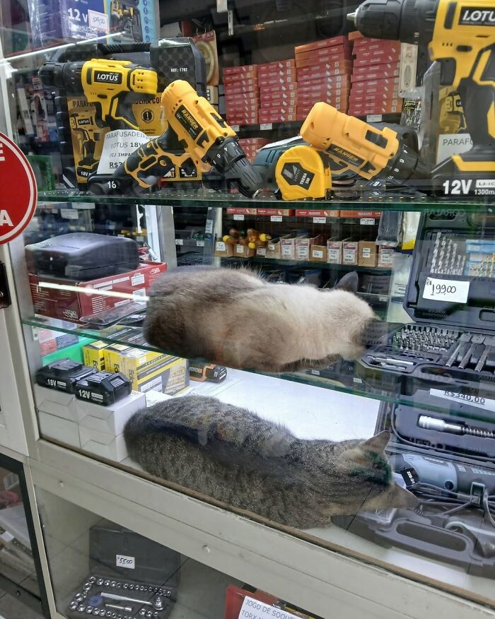44 Hilarious Cats At Work Who Took Their Careers Very Seriously, As Shared By This Page