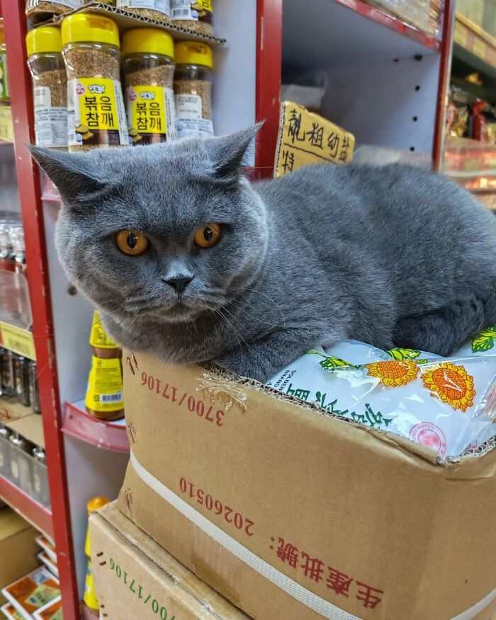 44 Hilarious Cats At Work Who Took Their Careers Very Seriously, As Shared By This Page