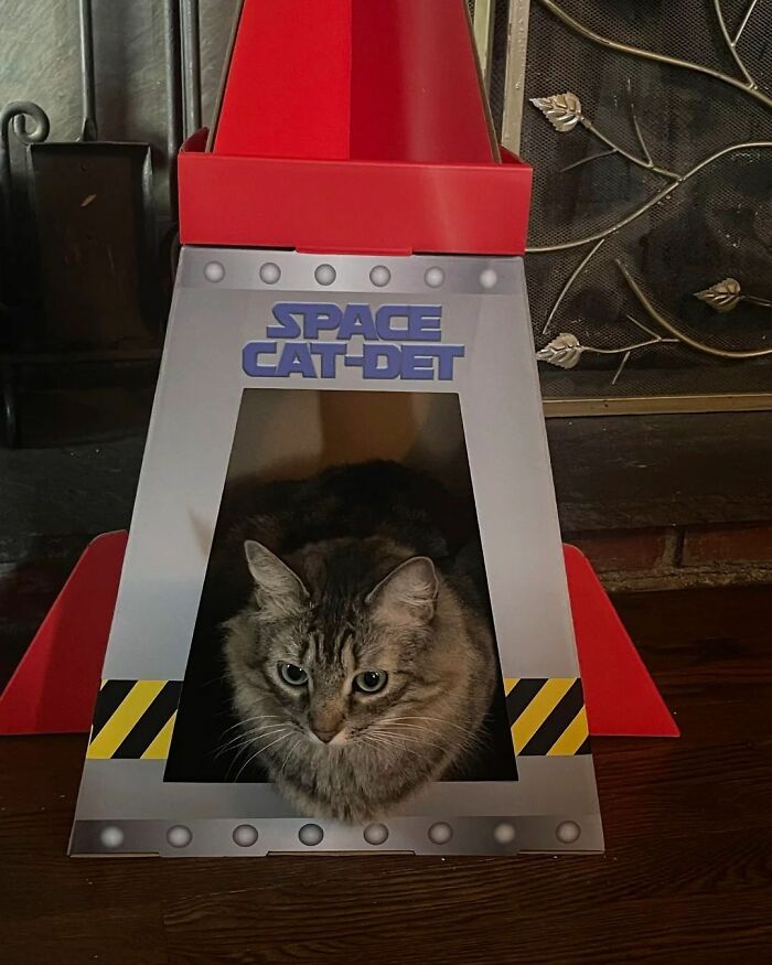 44 Hilarious Cats At Work Who Took Their Careers Very Seriously, As Shared By This Page
