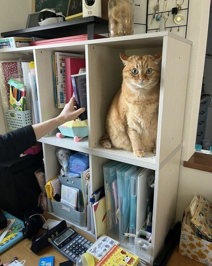 44 Hilarious Cats At Work Who Took Their Careers Very Seriously, As Shared By This Page