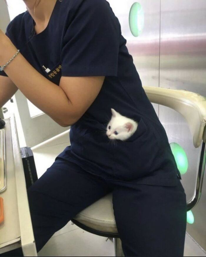 44 Hilarious Cats At Work Who Took Their Careers Very Seriously, As Shared By This Page
