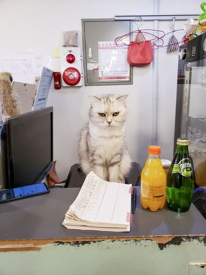 44 Hilarious Cats At Work Who Took Their Careers Very Seriously, As Shared By This Page