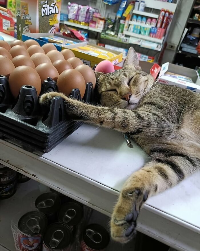 44 Hilarious Cats At Work Who Took Their Careers Very Seriously, As Shared By This Page
