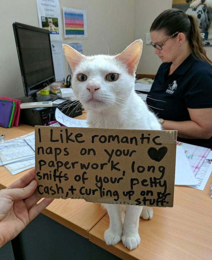 44 Hilarious Cats At Work Who Took Their Careers Very Seriously, As Shared By This Page