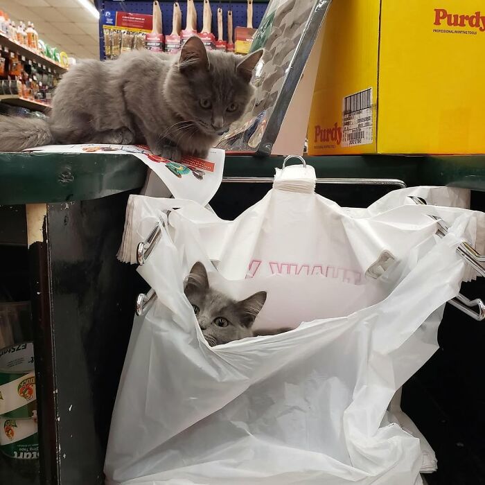 44 Hilarious Cats At Work Who Took Their Careers Very Seriously, As Shared By This Page