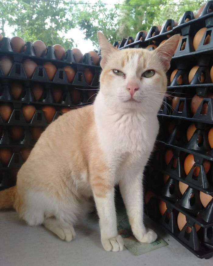 44 Hilarious Cats At Work Who Took Their Careers Very Seriously, As Shared By This Page