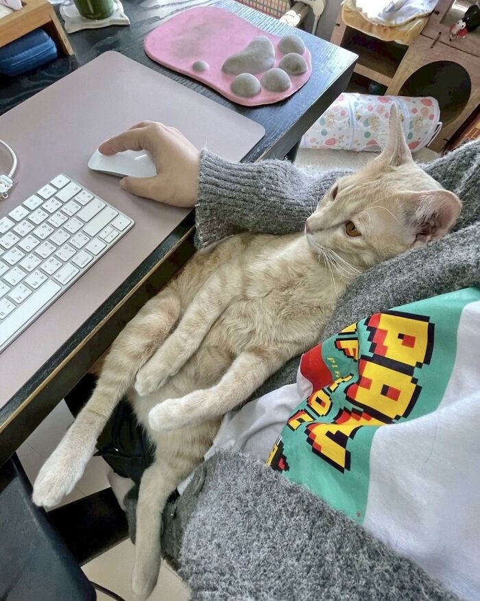 44 Hilarious Cats At Work Who Took Their Careers Very Seriously, As Shared By This Page