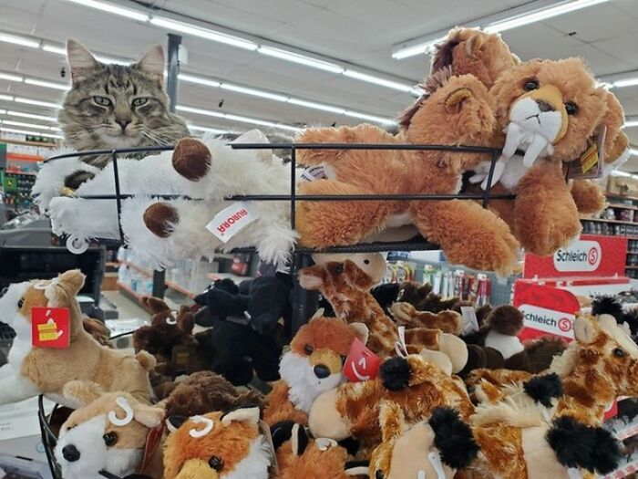 44 Hilarious Cats At Work Who Took Their Careers Very Seriously, As Shared By This Page