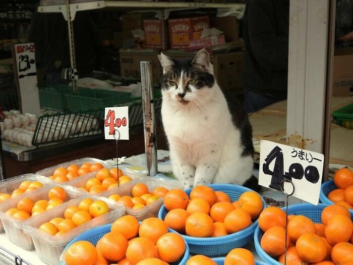 44 Hilarious Cats At Work Who Took Their Careers Very Seriously, As Shared By This Page
