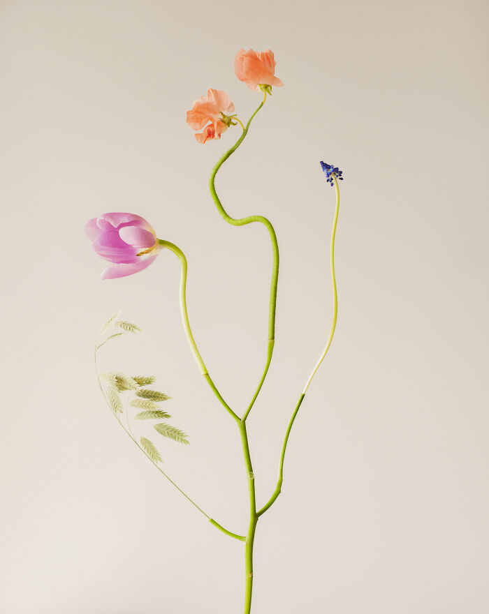 26 Intricate Flower Compositions That Resisted Ephemerality Through Jennifer Latour’s Photography 26 Intricate Flower Compositions That Resisted Ephemerality Through Jennifer Latour’s Photography