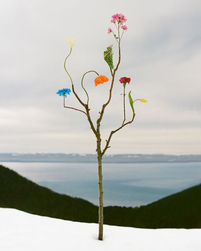26 Intricate Flower Compositions That Resisted Ephemerality Through Jennifer Latour’s Photography 26 Intricate Flower Compositions That Resisted Ephemerality Through Jennifer Latour’s Photography