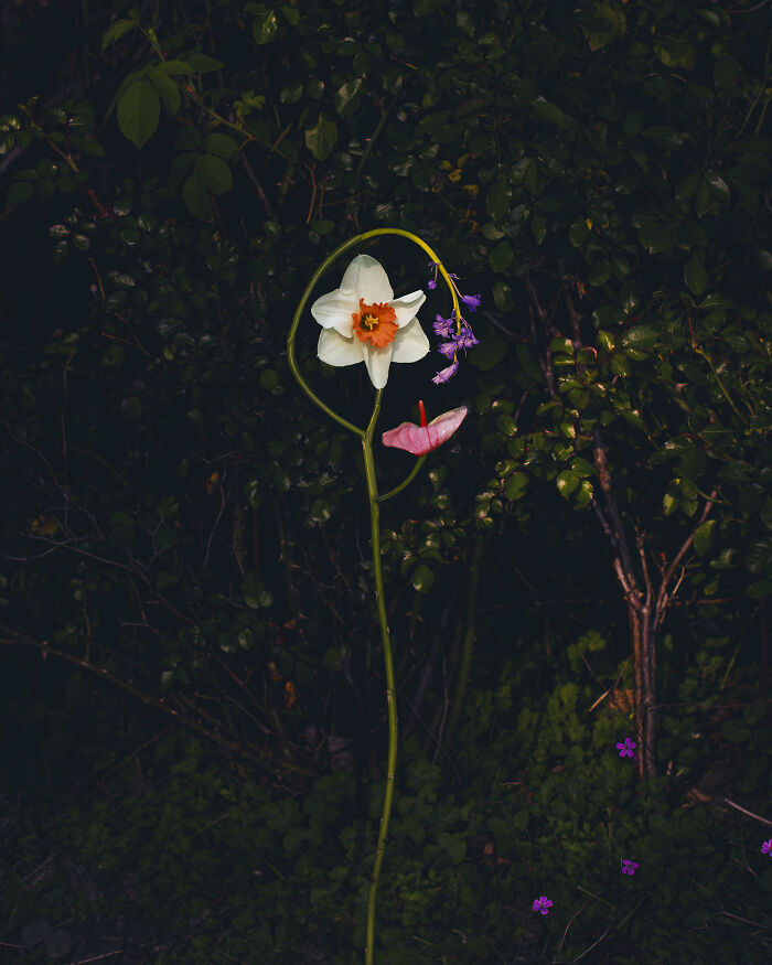 26 Intricate Flower Compositions That Resisted Ephemerality Through Jennifer Latour’s Photography 26 Intricate Flower Compositions That Resisted Ephemerality Through Jennifer Latour’s Photography