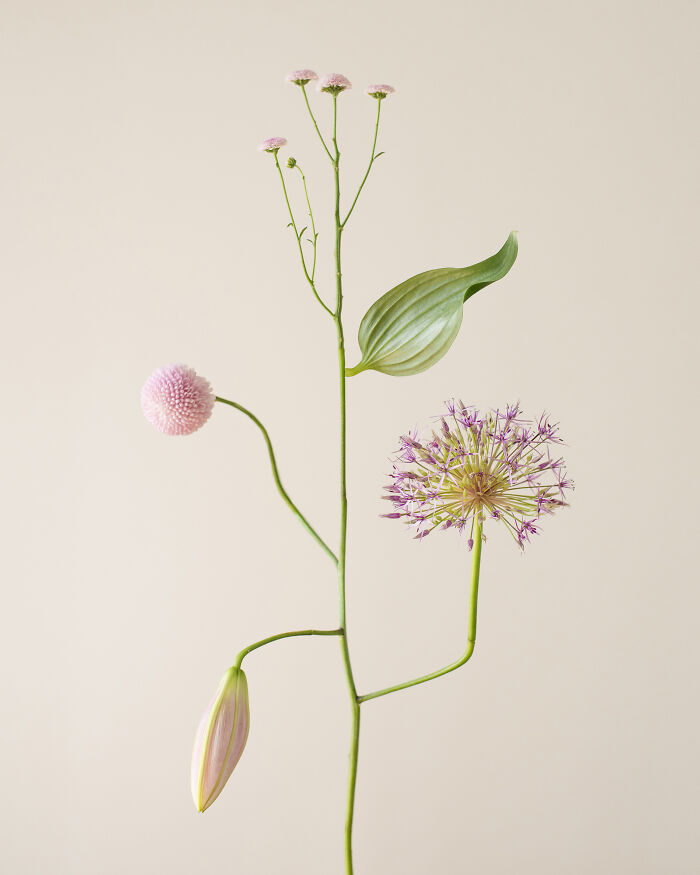 26 Intricate Flower Compositions That Resisted Ephemerality Through Jennifer Latour’s Photography 26 Intricate Flower Compositions That Resisted Ephemerality Through Jennifer Latour’s Photography