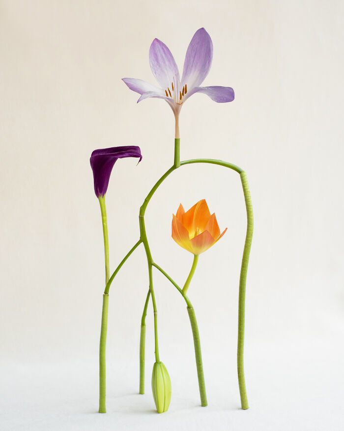 26 Intricate Flower Compositions That Resisted Ephemerality Through Jennifer Latour’s Photography 26 Intricate Flower Compositions That Resisted Ephemerality Through Jennifer Latour’s Photography