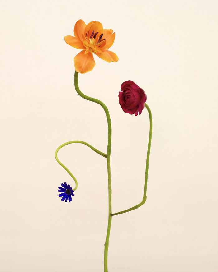 26 Intricate Flower Compositions That Resisted Ephemerality Through Jennifer Latour’s Photography 26 Intricate Flower Compositions That Resisted Ephemerality Through Jennifer Latour’s Photography