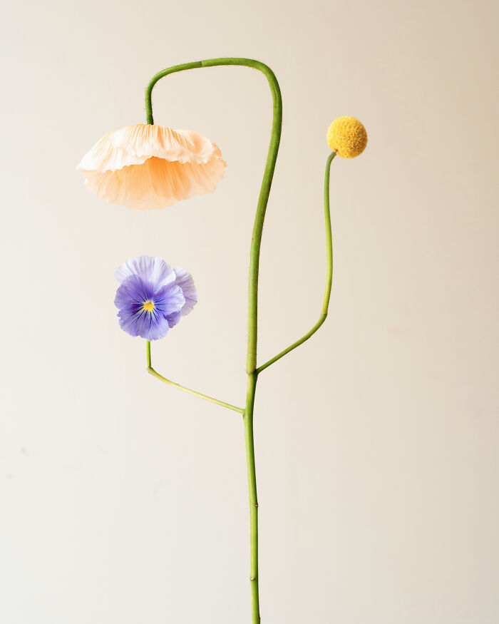 26 Intricate Flower Compositions That Resisted Ephemerality Through Jennifer Latour’s Photography 26 Intricate Flower Compositions That Resisted Ephemerality Through Jennifer Latour’s Photography