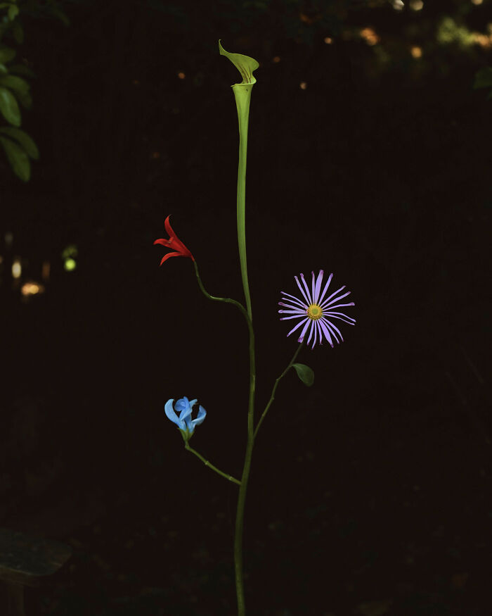 26 Intricate Flower Compositions That Resisted Ephemerality Through Jennifer Latour’s Photography 26 Intricate Flower Compositions That Resisted Ephemerality Through Jennifer Latour’s Photography
