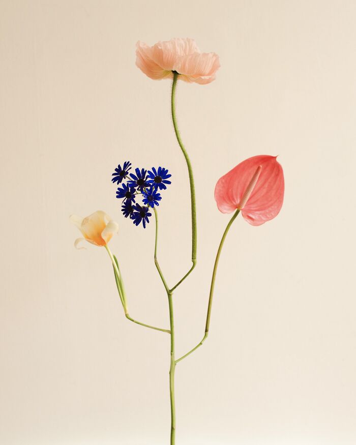 26 Intricate Flower Compositions That Resisted Ephemerality Through Jennifer Latour’s Photography 26 Intricate Flower Compositions That Resisted Ephemerality Through Jennifer Latour’s Photography