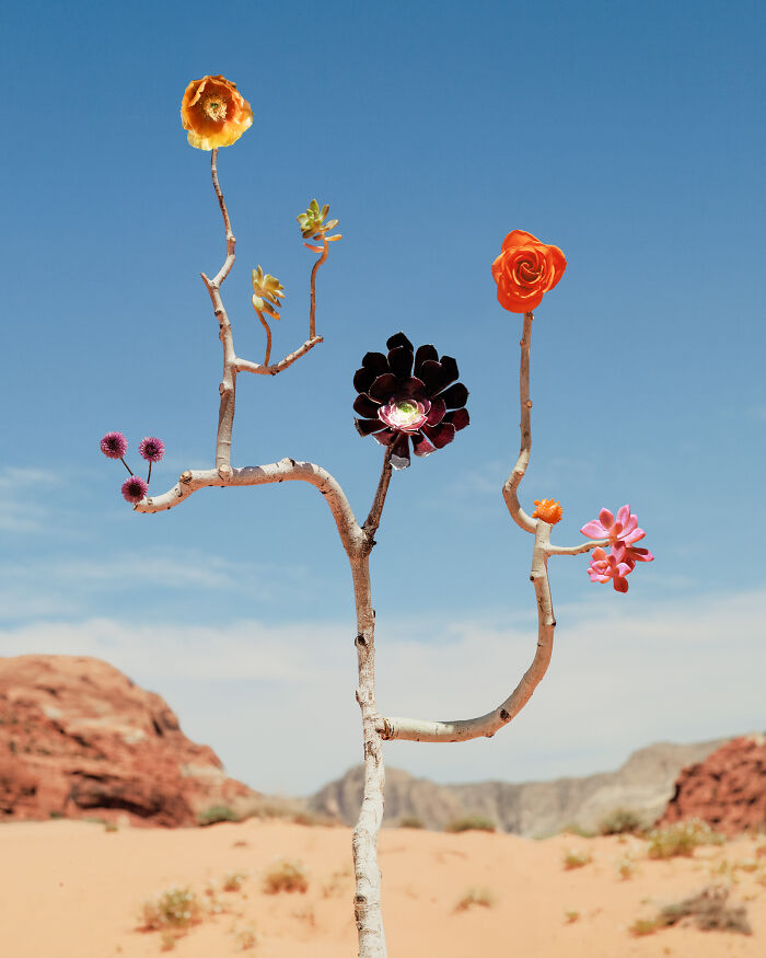 26 Intricate Flower Compositions That Resisted Ephemerality Through Jennifer Latour’s Photography 26 Intricate Flower Compositions That Resisted Ephemerality Through Jennifer Latour’s Photography
