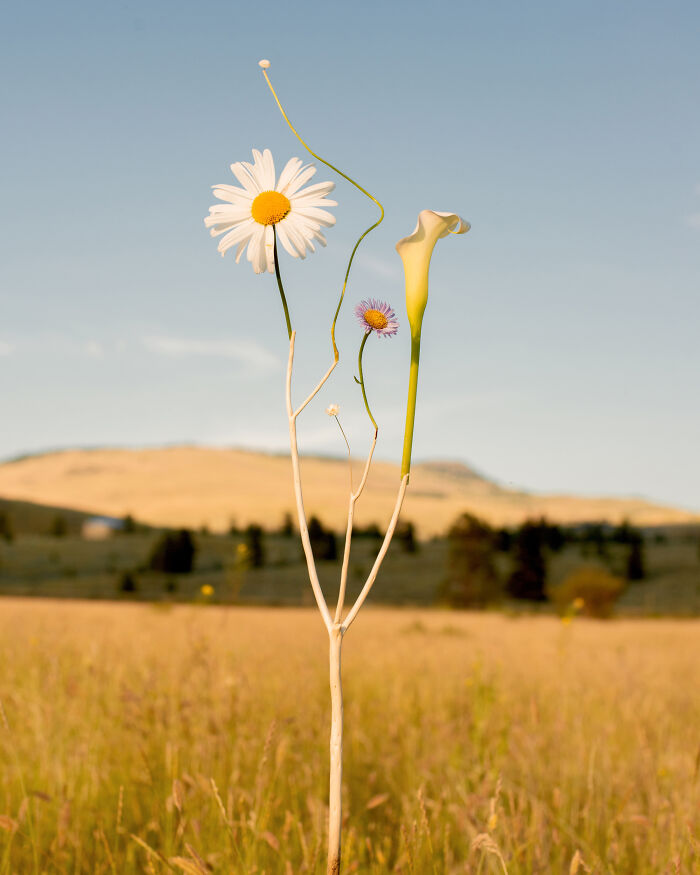 26 Intricate Flower Compositions That Resisted Ephemerality Through Jennifer Latour’s Photography 26 Intricate Flower Compositions That Resisted Ephemerality Through Jennifer Latour’s Photography