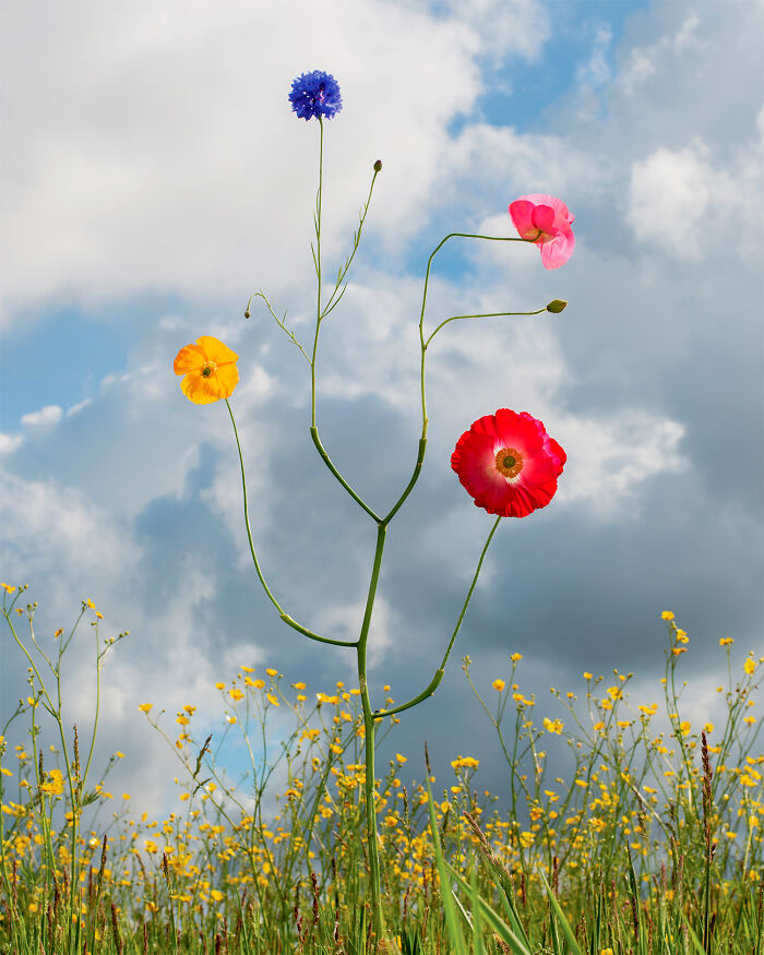 26 Intricate Flower Compositions That Resisted Ephemerality Through Jennifer Latour’s Photography 26 Intricate Flower Compositions That Resisted Ephemerality Through Jennifer Latour’s Photography