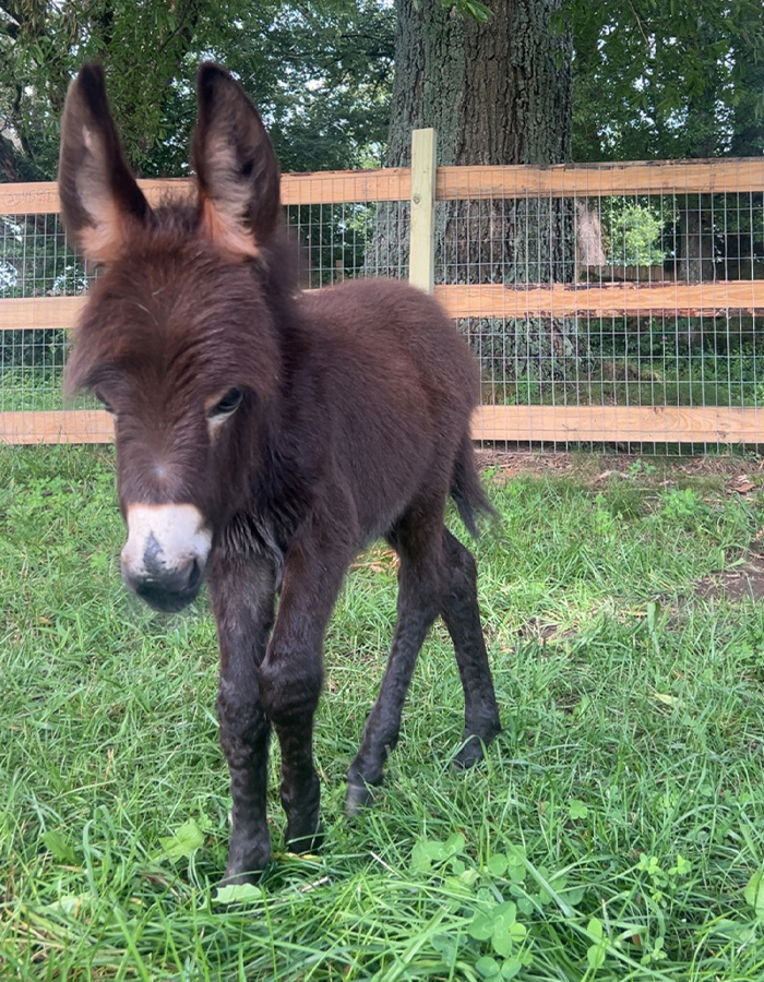 Georgia Cop Reveals Why He Fatally Fired On Baby Donkey As Owner Shares Heartbreaking Clip Of HeeHaw&rsquo;s Last Days