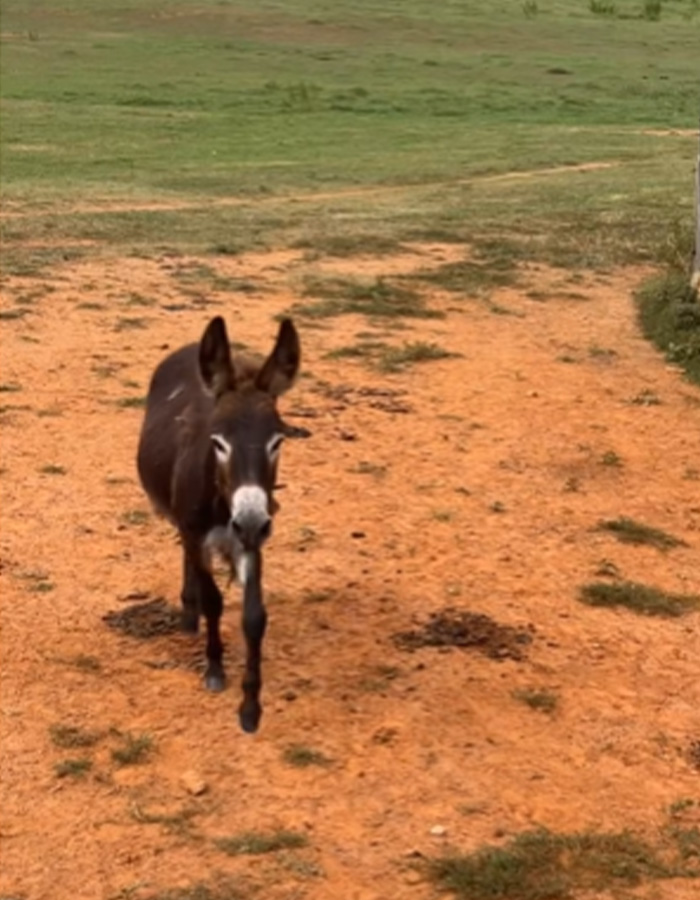 Georgia Cop Reveals Why He Fatally Fired On Baby Donkey As Owner Shares Heartbreaking Clip Of HeeHaw&rsquo;s Last Days