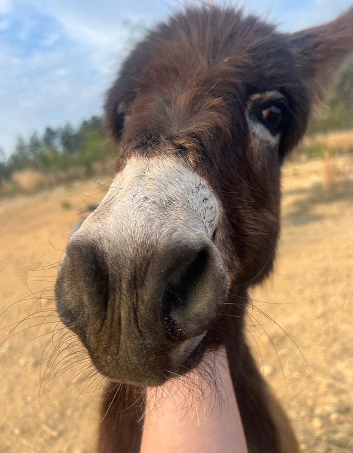 Georgia Cop Reveals Why He Fatally Fired On Baby Donkey As Owner Shares Heartbreaking Clip Of HeeHaw&rsquo;s Last Days